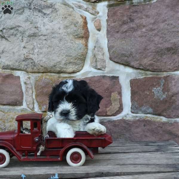 Bruno, Teddy Bear Puppy
